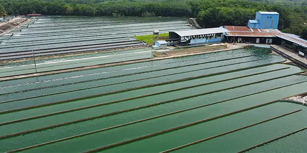 Spirulina Powder Food Grade China Producer Greenhai Nutritionals