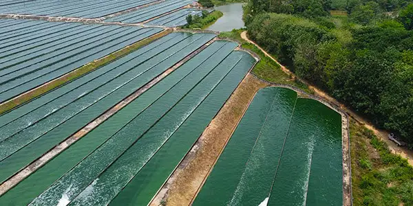 Spirulina Powder Food Grade China Producer Greenhai Nutritionals Farm